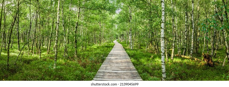 Boardwalk through the Carpathian birch forest in the Red Moor in the Hessian Rhön - Shutterstock ID 2139045699