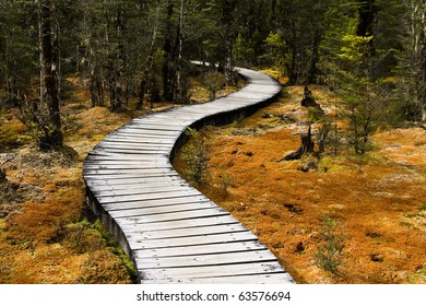 Boardwalk Through Deep Forest, Milford  Track, New Zealand