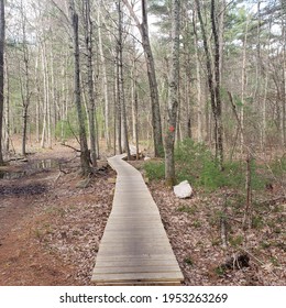 Boardwalk Through A Forest, North Shore, Massachusetts