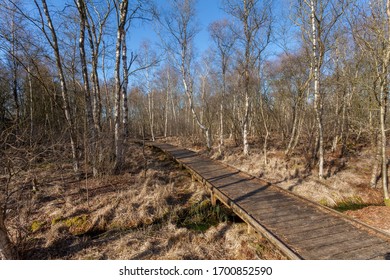 boardwalk through leafless birch trees in a moorland forest in the municipality Ovelgönne, district Wesermarsch, Germany on a sunny day with blue sky in early spring