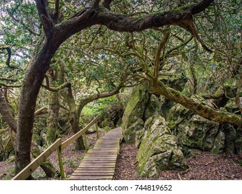 Boardwalk Through A Magical Milkwood Forest On The Silvermine Hiking Trail, Near Cape Town, South Africa