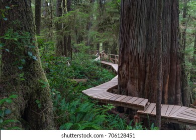 Boardwalk through Rainforest, Pacific Rim National Park, Vancouver Island