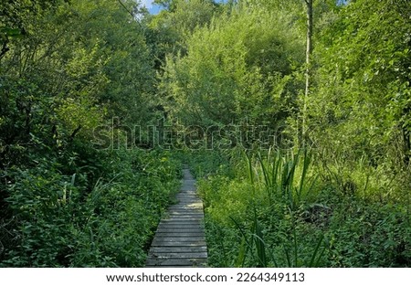 Boardwalk through a sunny summer forest with lush geen foliage b in Damvallei nature reserve, Ghent, Flanders, Belgium