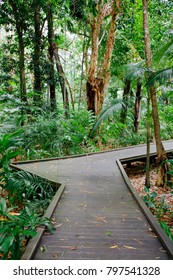 Boardwalk Through Tropical Rainforest In Cairns Queensland Australia