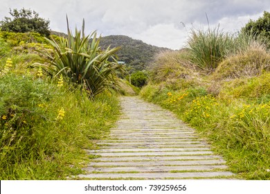 Boardwalk Through Vegetation Covered Sand Dunes, Piha, Auckland, New Zealand, On A Soft Light Day.