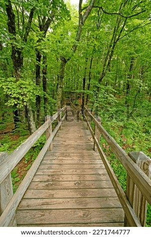 Boardwalk Through a Verdant Forest in the Porcupine Mountains Wilderness State Park in Michigan