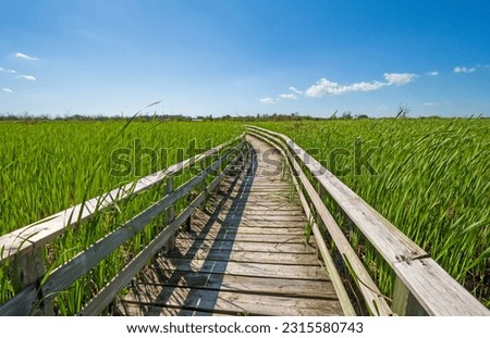 Boardwalk Through a Verdant Marshland in Hecla-Grindstone Provincial Park in Manitoba ストックフォト © 