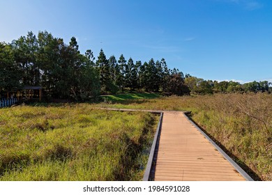 Boardwalk Through Wetlands At Botanic Gardens On A Bright Sunny Day