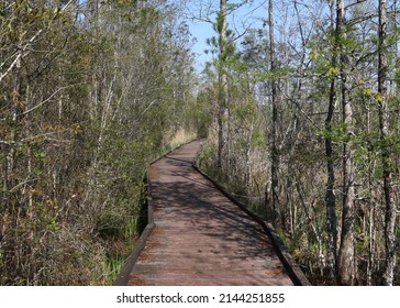 Boardwalk Trail At Alligator River National Wildlife Refuge, North Carolina