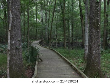Boardwalk trail at Tensas River National Wildlife Refuge, Louisiana