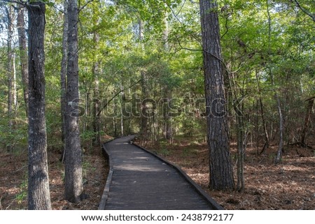 Boardwalk trail through the pine forest in Livingston State Park in the East Texas Piney Woods in Polk County, Texas, United States