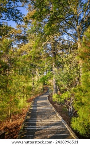 Boardwalk Trail Through the Woods at Chincoteague National Wildlife Refuge in Virginia, USA