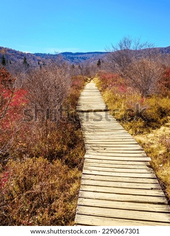 Boarwalk on the Graveyard Fields Loop Trail near Blue Ridge Parkway in North Carolina