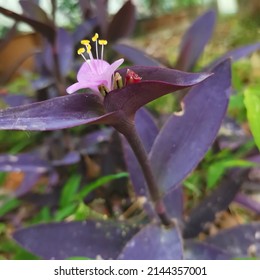 Boat Lily, Moses-In-The-Boat , Rheo, Oyster Plant