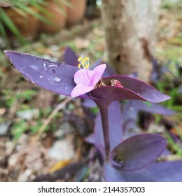 Boat Lily, Moses-In-The-Boat , Rheo, Oyster Plant