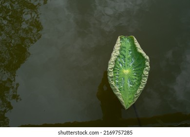 The Boat From The Lotus Leaf Is Near Death.