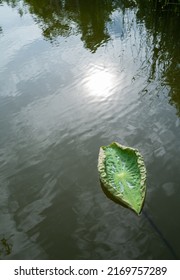 The Boat From The Lotus Leaf Is Near Death.