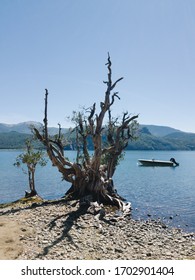 Boat Next To The Tree At The Shore Of The Lake Lácar