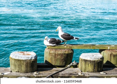 Boat And Sea In Auckland City 