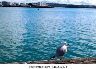 Boat And Sea In Auckland City 