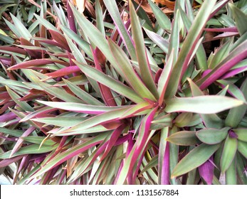 Boat-lily,Moses In A Boat,Oyster Plant Science Name Tradescantia Spathacea SW. Beautiful Leafs Are Dark Green. The Back Of The Leaves Are Reddish Purple. Plant For Medicinal Properties. 