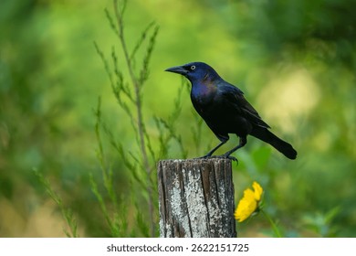 A boat-tailed grackle perched on a tree limb