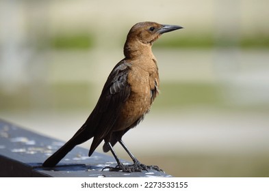 Boat-tailed Grackle (Quiscalus major) in the Florida Everglades.