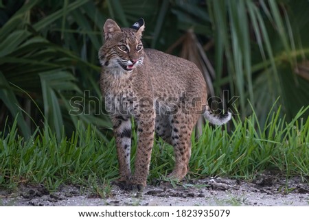 Bob the Bobcat in Florida