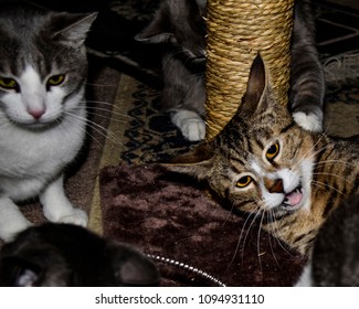 Bob Cat Photobomb At The Scratching Post With Mouth Open