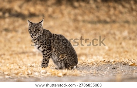 Bob Cat Sits With Ears Perked Up in Big Bend