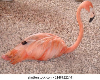 Bob The Flamingo Bilder Stockfoton Och Vektorer Med Shutterstock