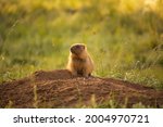 The bobak marmot (Marmota bobak), also known as the steppe marmot, in its natural habitat sits near its burrow. Green grass in the blurred background 