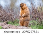 Bobak marmot or Marmota bobak in steppe