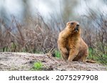 Bobak marmot or Marmota bobak in steppe