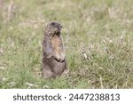 Bobak marmot stand on a grass on summer day