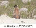 Bobak marmot stand on a grass on summer day