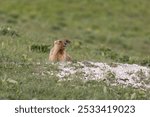 Bobak marmot stand on a grass on summer day