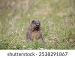 Bobak marmot stand on a grass on summer day