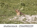 Bobak marmot stand on a grass on summer day