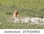 Bobak marmot stand on a grass on summer day