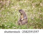 Bobak marmot stand on a grass on summer day