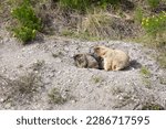 Bobak marmots stand near a burrow on a summer day