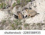 Bobak marmots stand on a stone on summer day