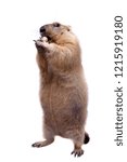 The bobak or steppe marmot on white background