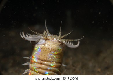 Bobbit Worm