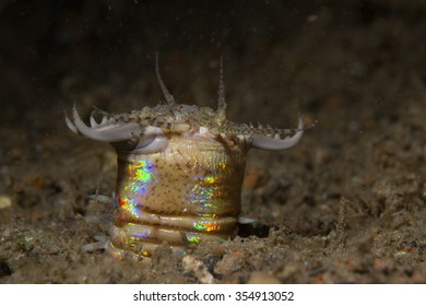 Bobbit Worm