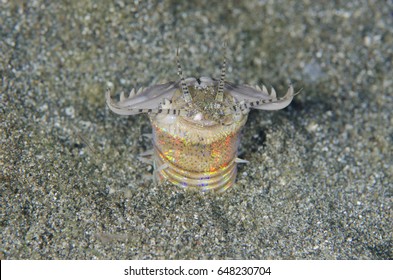 Bobbit Worm