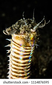 Bobbit Worm, Eunice Aphroditois