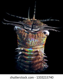 Bobbit Worm In Lembeh Strait 