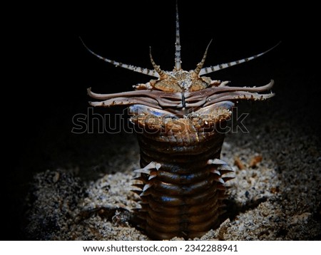 Bobbit Worm at night (Eunice aphroditois)